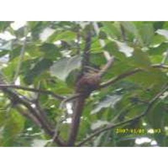 BENALU MANGGA ~ Dendrophthoe pentandra ~ Sedia Benalu kering basah * * SMS= + 6281-901-389-117 * * SMS= + 62858-763-89979 * * SMS= + 6281-32622-0589 * * Nurida479@ rocketmail.com
