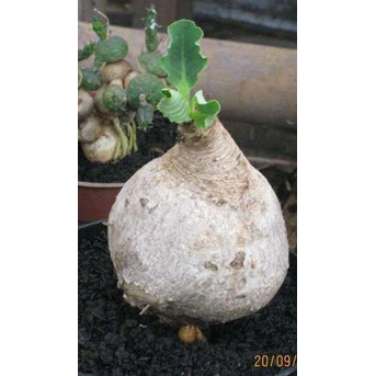 Euphorbia Primulifolia