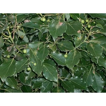 Minyak Ravensara ( Ravensara Oil)