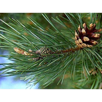Minyak Pinus Jarum ( Pine Needle Oil)