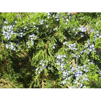 Minyak Juniper Berry ( Juniper Berry Oil)