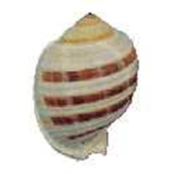 Kerang Striped Tonna