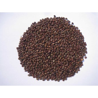 CP ( Centrocema Pubescens )