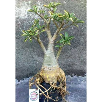 Arabicum Cutting [ Kode 02 ]
