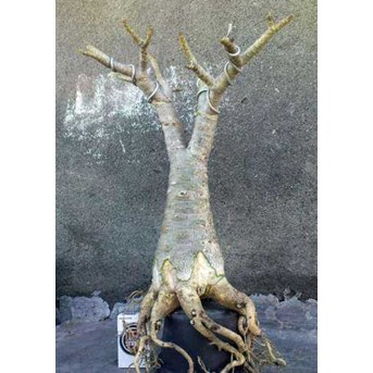 Arabicum Cutting [ Kode 01 ]