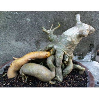 Adenium Bonggol Emas