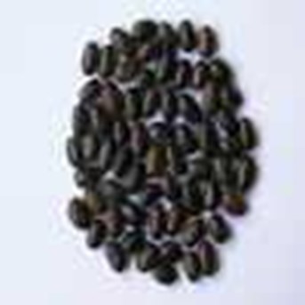 MB Mucuna Bracteata