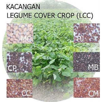Legume Cover Crop
