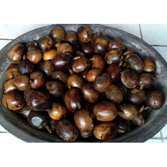 Biji Palm Bismarck
