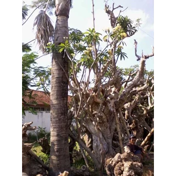 kamboja bali