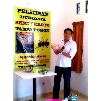 Pelatihan Budidaya semut Rangrang