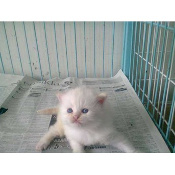 kucing persian