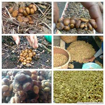 Coffee Excelsa ( Liberika) Betara Tanjung Barat Jambi Wild Civet/ Biji Kopi Excelsa Jambi Luwak Liar