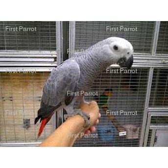 Burung African Grey