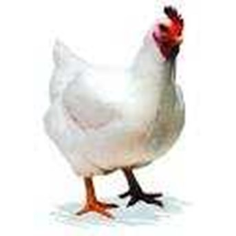 Ayam Broiler Hidup