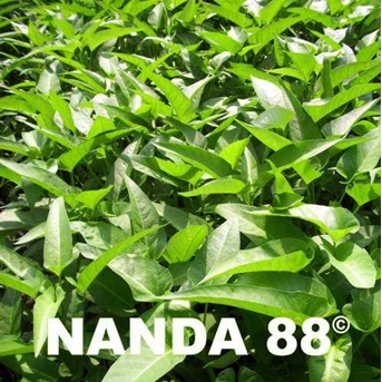Benih kangkung darat Nanda-88 ( NDL-88)