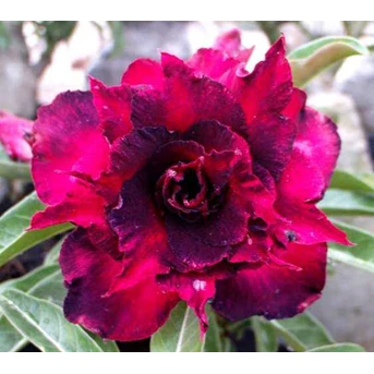 Triple Black Rose