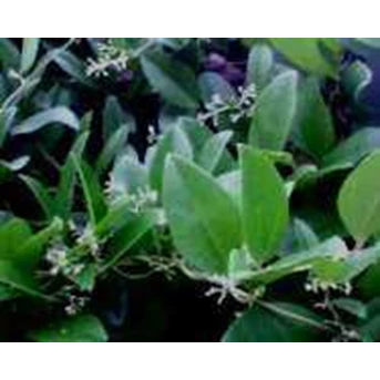 CINCAU HIJAU RAMBAT MINYAK ~ Stephania hermandifolia ~ Indonesian Cincau Hijau Minyak Rambat~ Cincau Cina* * SMS= + 62858-7638-9979 * * SMS= + 6281-32622-0589 * * SMS= + 6281-901-389-117 * * BudimanBagus@ rocketmail.com
