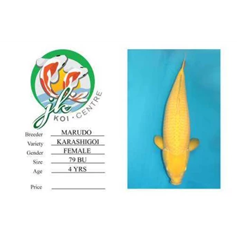 Koi Import for Sale