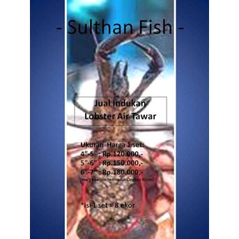 Indukan Lobster Air Tawar ( Red Claw)
