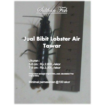 Bibit Lobster Air Tawar