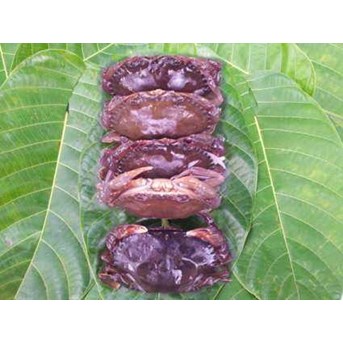 Kepiting SOKA