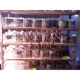 Diklat Semut rang-rang