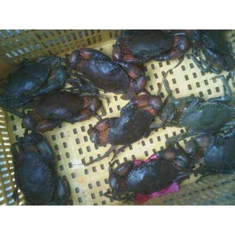 Kepiting Kelapa
