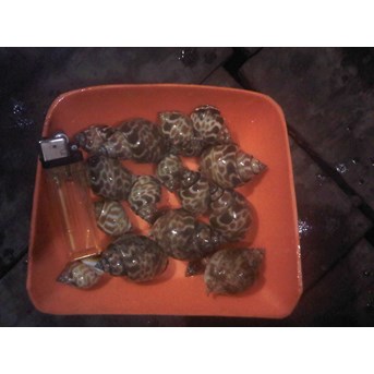 keong macan