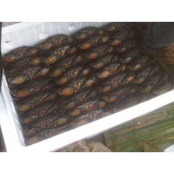 Live crabs