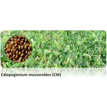 CM ( Calopogonium Mucunoides)