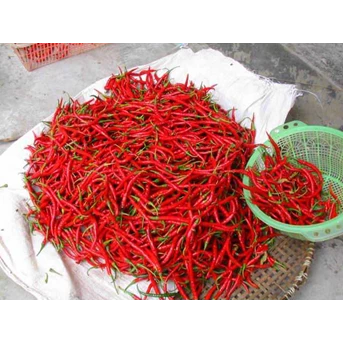 Cabe merah