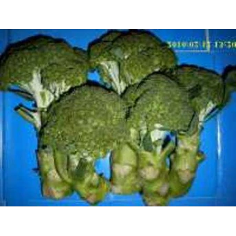 BROKOLI ~ BROCCOLI ~ Brassica Oleracea. ~ Sedia sayuran Brokoli segar 20kg * * SMS= + 6281326220589 * * SMS= + 6281901389117 * * SMS= + 6285876389979 * * Nurida479@ rocketmail.com