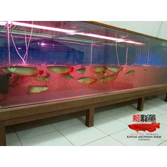 Ikan Arwana Super Red