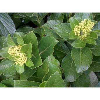 HORTENSIA ~ HYDRANGEA ~ Hydrangea macrophylla ~ KEMBANG BOKOR, ~ BUNGA TIGA BULAN warna putih, kuning, jingga, violet, merah, ungu * * SMS= + 6285876389979 * * SMS= + 6281326220589 * * SMS= + 6281901389117 * * Nurida789@ rocketmail.com