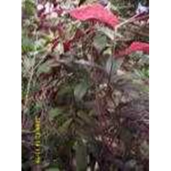 SAMBANG DARAH ~ Tanaman Sambang Darah~ Excoecaria cochinchinensis Lour. ~ Sinonim= Excoecaria bicolor Hassk, ~ Familia= Euphorbiaceae * * SMS= + 6285876389979 * * SMS= + 6281-901-389-117 * * SMS= + 62858-763-89979 * * Email= Nurida479@ rocketmail.com