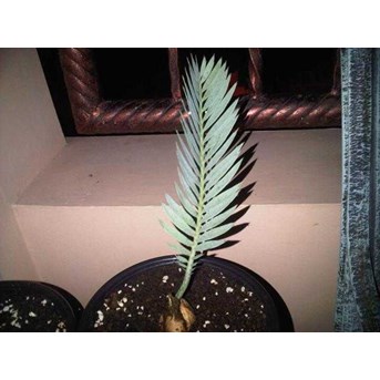 Encephalartos Eugene Maraisii 3 cm ( TERJUAL)