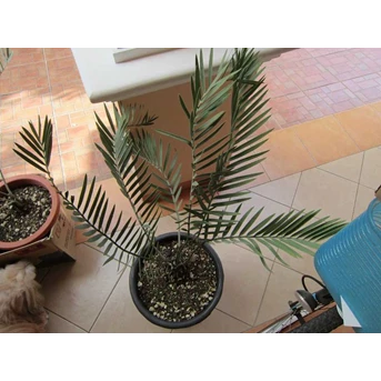 Encephalartos Eugene Maraisii 8 cm ( TERJUAL)