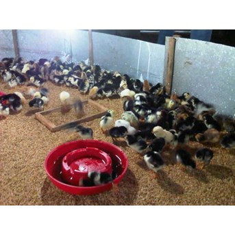 DOC Ayam Kampung Super, Ayam kampung Lokal, Ayam arab