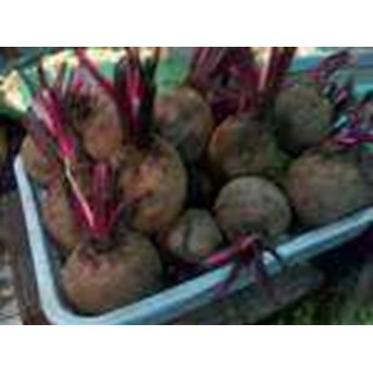 BETROOT~ Bit ~ Beta vulgaris L. Famili Chenopodiaceae ~ Ready Fresh BIT= 10-20kg * * SMS= + 6285876389979 * * SMS= + 6281326220589 * * SMS= + 6281901389117 * * Nurida479@ yahoo.com