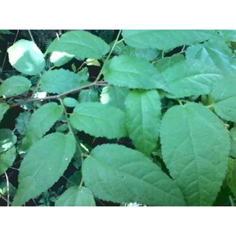 TANAMAN JATI BELANDA ~ Guazuma ulmifolia Lamk ~ Guazumae Folium ~ Indonesia Jati belanda ~ Jati londo; Jati sabrang * SMS= + 6281326220589 * SMS= + 6281901389117 * SMS= + 6285876389979 * Dipokusumo01@ yahoo.com