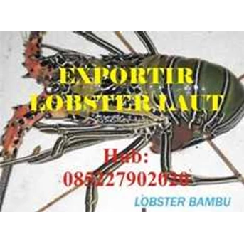 pembeli lobster laut Papua Barat Manokwari Fak-fak Sorong Lobo Bintuni Kaimana Hub085227902020