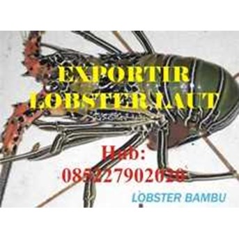 Pembeli jual beli harga budidaya lobster air laut Kalimantan Utara Bulungan Tarakan Malinau Nunukan Tana Tidung Hub 085227902020
