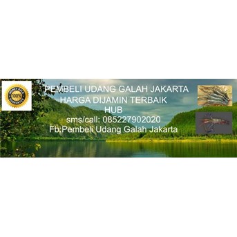 Pembeli jual beli harga budidaya udang galah Kalimantan Selatan Banjarmasin tanah laut kota baru hub 085227902020