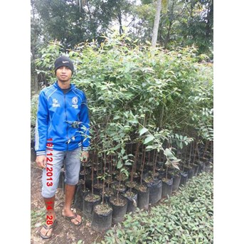 Bibit Eucalyptus deglupta / Rainbow tree