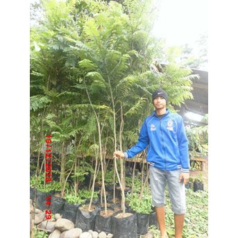 Bibit Pohon Jacaranda