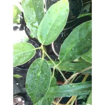 CINCAU HIJAU PERDU ~ Premna oblongifolia Merr ~ Indonesian= Cincau perdu, cincau Hijau, Camcau hijau pohon 10kg * * SMS= + 628132-622-0589 * * SMS= + 6281-901-389-117 * * Nurida479@ rocketmail.com