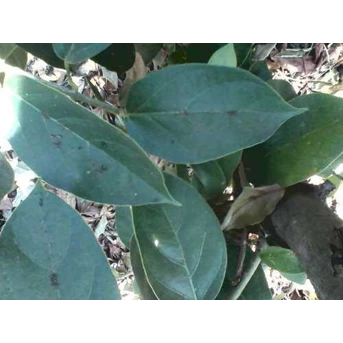 BIBIT TUMBUHAN CINCAU HIJAU PERDU ~ Cincau Perdu ~ Premna oblongifolia Merr ~ Cincau Pohon, cincau Hijau, Camcau hijau pohon 10kg * * SMS= + 628132-622-0589 * * SMS= + 6281-901-389-117 * * Email= nurida479@ rocketmail.com Description: ~ Cincau hijau ramba