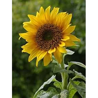 Tanaman Obat Bunga Matahari