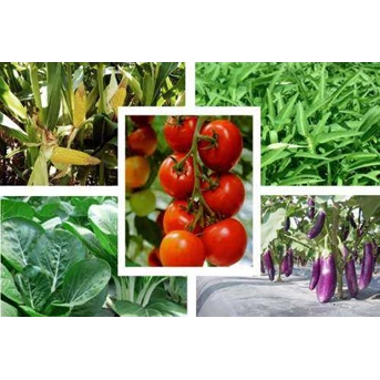 Aneka Sayur, buah dan bibit tanaman
